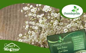 Attēlu rezultāti vaicājumam “Gypsophila fastigiata bud”