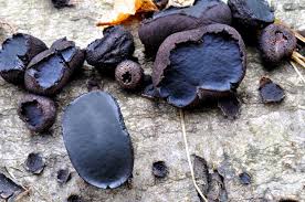 Attēlu rezultāti vaicājumam “Bulgaria inquinans”