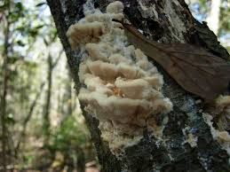 Attēlu rezultāti vaicājumam “Climacodon septentrionalis”