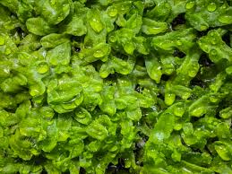 Attēlu rezultāti vaicājumam “Conocephalum”