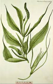 Attēlu rezultāti vaicājumam “Potamogeton lucens”