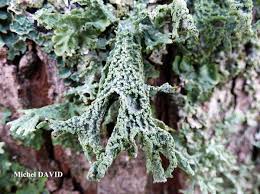 Attēlu rezultāti vaicājumam “Evernia prunastri”