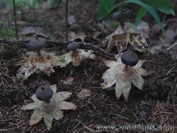 Attēlu rezultāti vaicājumam “Geastrum pectinatum”