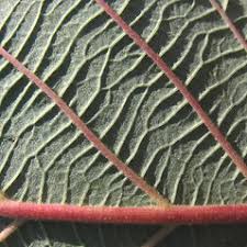 Attēlu rezultāti vaicājumam “Alnus incana bud”