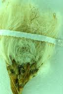 Attēlu rezultāti vaicājumam “Eriophorum gracile fruit”