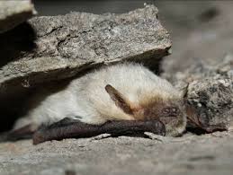 Attēlu rezultāti vaicājumam “Pipistrellus pygmaeus”