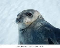 Image result for Pusa hispida