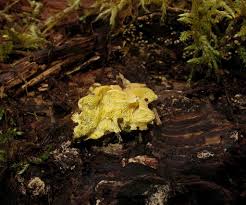 Attēlu rezultāti vaicājumam “Flaviporus citrinellus”