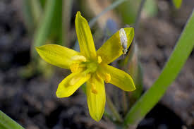 Attēlu rezultāti vaicājumam “Gagea pratensis flower”