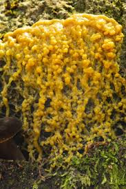 Attēlu rezultāti vaicājumam “Physarum confertum spores”