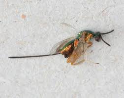 Attēlu rezultāti vaicājumam “Torymidae”