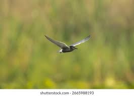 Attēlu rezultāti vaicājumam “Chlidonias niger”