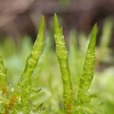 Attēlu rezultāti vaicājumam “Calliergonella cuspidata sporophyte”