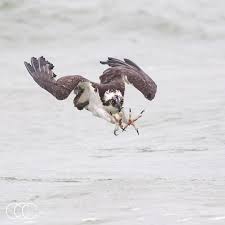 Attēlu rezultāti vaicājumam “Pandion haliaetus”