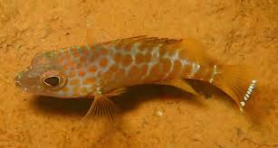 Image result for Epinephelus andersoni