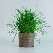 Image result for Schnittlauch