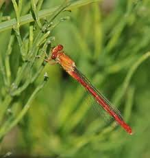 Attēlu rezultāti vaicājumam “Coenagrion armatum female”