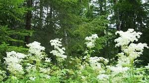 Attēlu rezultāti vaicājumam “Filipendula vulgaris leaf”