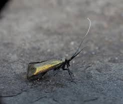 Attēlu rezultāti vaicājumam “Adela cuprella”