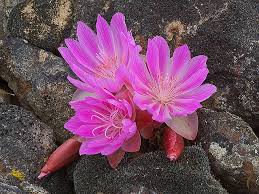 Attēlu rezultāti vaicājumam “Libanotis montana flower”