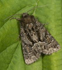 Attēlu rezultāti vaicājumam “Thalpophila matura”