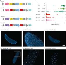 Attēlu rezultāti vaicājumam “Symphytocarpus impexus plasmodium”