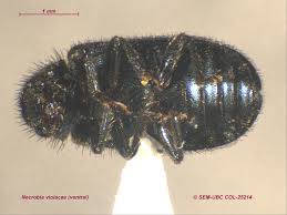 Attēlu rezultāti vaicājumam “Necrobia violacea”