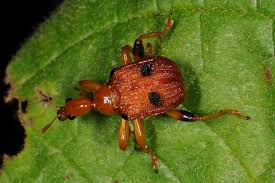 Attēlu rezultāti vaicājumam “Attelabidae”
