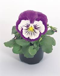 Image result for Viola wittrockiana