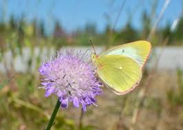 Attēlu rezultāti vaicājumam “Colias palaeno female”