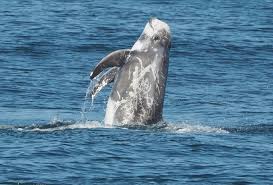 Image result for Grampus griseus