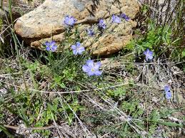 Attēlu rezultāti vaicājumam “Lycogala maculatum sessile”