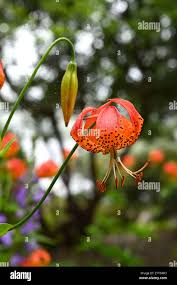 Attēlu rezultāti vaicājumam “Lilium lancifolium bud”