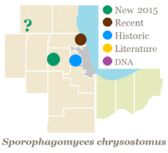 Attēlu rezultāti vaicājumam “Sporophagomyces chrysostomus”