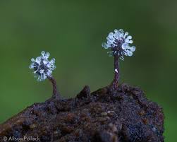 Attēlu rezultāti vaicājumam “Physarum nitens macro”