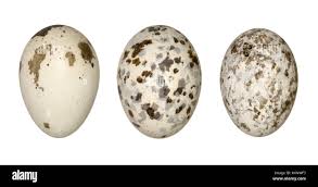 Attēlu rezultāti vaicājumam “Caprimulgus europaeus eggs”