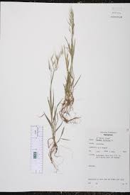 Attēlu rezultāti vaicājumam “Anisantha tectorum”