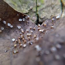 Attēlu rezultāti vaicājumam “Craterium minutum stalked”