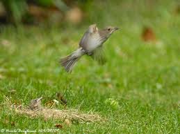 Attēlu rezultāti vaicājumam “Muscicapa striata adult”