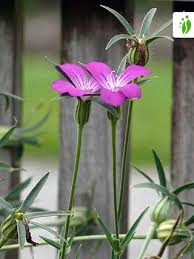 Image result for Kornrade