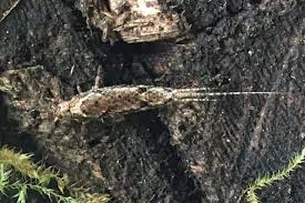 Attēlu rezultāti vaicājumam “Machilidae”