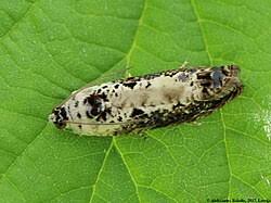 Attēlu rezultāti vaicājumam “Hedya salicella”