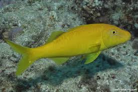 Image result for Parupeneus cyclostomus