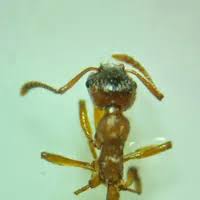 Attēlu rezultāti vaicājumam “Myrmica rubra”