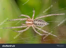 Attēlu rezultāti vaicājumam “Agelena labyrinthica”