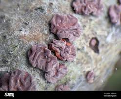 Attēlu rezultāti vaicājumam “Peniophora rufa”