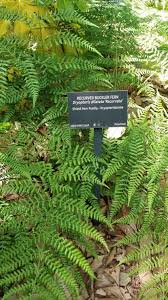 Attēlu rezultāti vaicājumam “Dryopteris dilatata”
