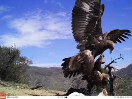 Attēlu rezultāti vaicājumam “Aquila chrysaetos adult”