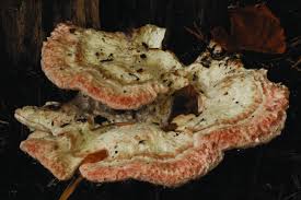 Attēlu rezultāti vaicājumam “Postia guttulata”