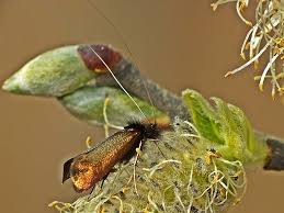 Attēlu rezultāti vaicājumam “Adela cuprella”